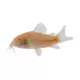 Product Albino Cory Catfish