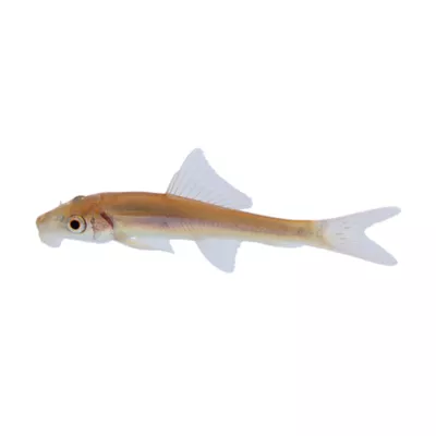 Product Algae Eater