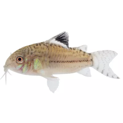 Product Julii Cory Catfish
