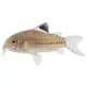 Product Julii Cory Catfish