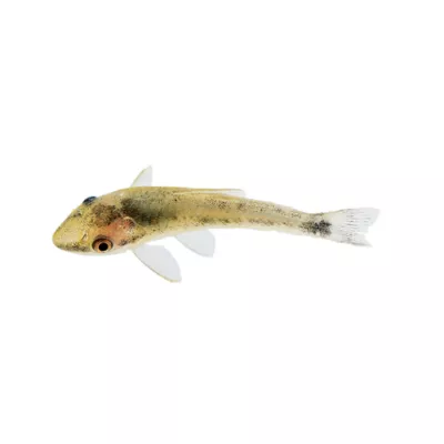 Product Otocinclus