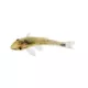 Product Otocinclus