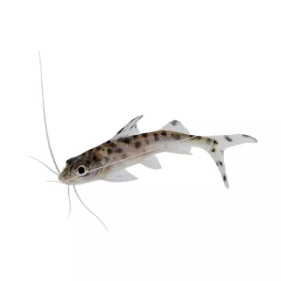 Product Pictus Catfish