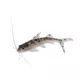 Product Pictus Catfish
