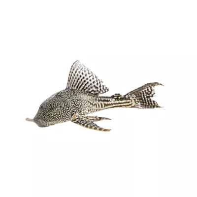 Product Plecostomus (MD)