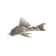 Product Plecostomus (MD)