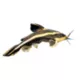 Product Striped Raphael Catfish