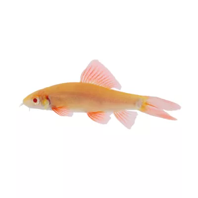 Product Albino Rainbow Shark
