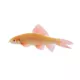 Product Albino Rainbow Shark