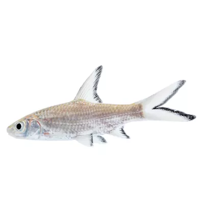 Product Bala Shark