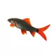 Product Rainbow Shark
