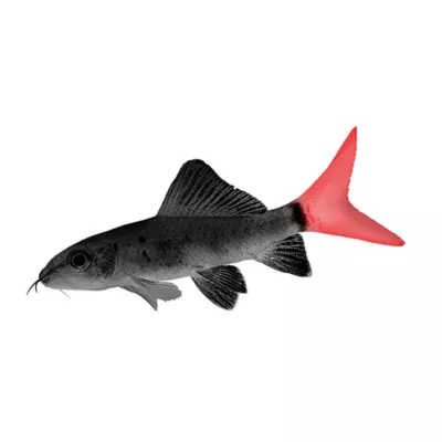 Product Red Tailed Shark