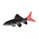 Product Red Tailed Shark
