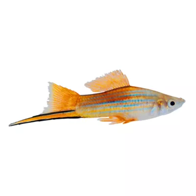 Product Neon Swordtail