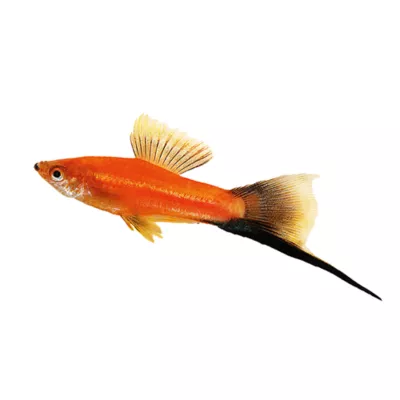 Product Velvet Wag Swordtail