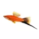Product Velvet Wag Swordtail