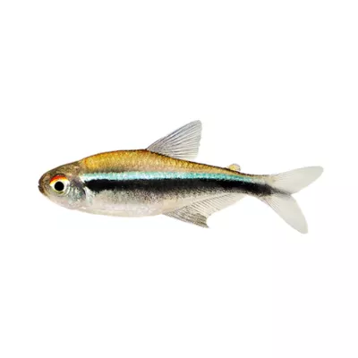 Product Black Neon Tetra