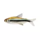 Product Black Neon Tetra