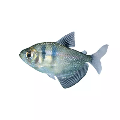 Product Black Skirt Tetra