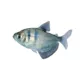 Product Black Skirt Tetra