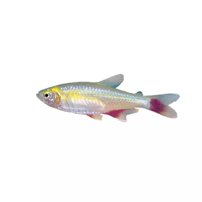 Product Bloodfin Tetra