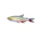 Product Bloodfin Tetra