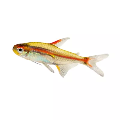 Product Glow Light Tetra