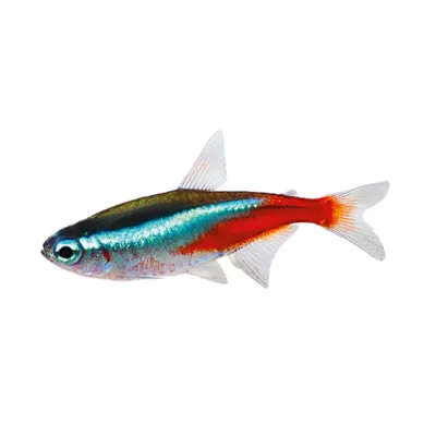 Product Neon Tetra