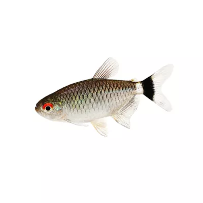 Product Lamp Eye Tetra