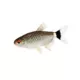 Product Lamp Eye Tetra