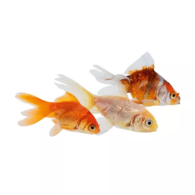 Product Fantail Goldfish
