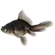 Product Black Moor Goldfish