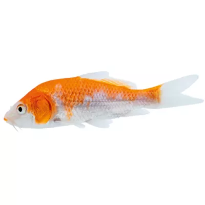 Product Koi
