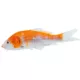 Product Koi