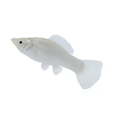 Product Silver Molly