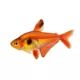 Product Red Minor Tetra