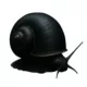 Product Black Mystery Snail