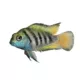 Product Convict Cichlid
