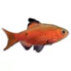 Product Rosy Barb