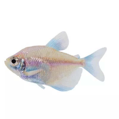 Product Golden Skirt Tetra