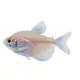 Product Golden Skirt Tetra