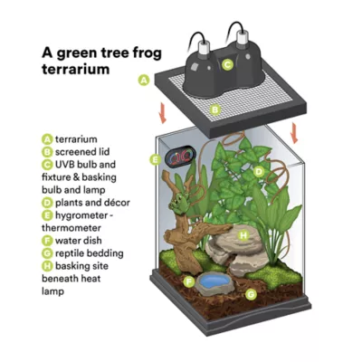 Product Green Tree Frog