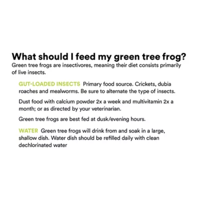 Product Green Tree Frog