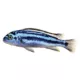 Product Electric Blue Johanni Cichlid