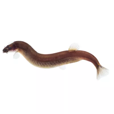Product Black Kuhli Loach