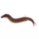 Product Black Kuhli Loach