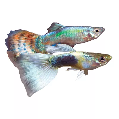 Product Fancy Guppy, Male