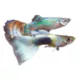 Product Fancy Guppy, Male