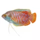 Product Dwarf Gourami