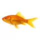 Product Comet Goldfish